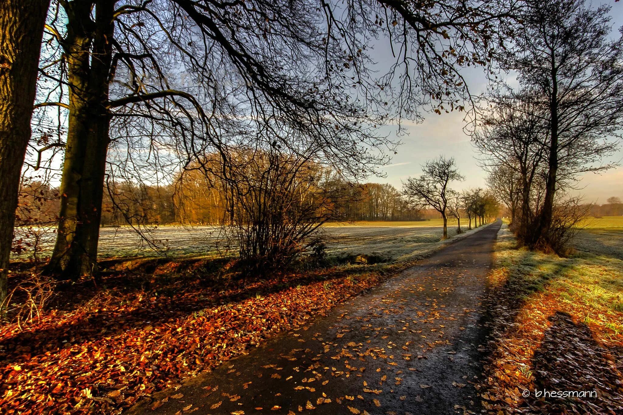 Поздняя осень фото на рабочий стол Wallpaper : nature, tree, leaf, path, autumn, woody plant, sky, woodland, branch