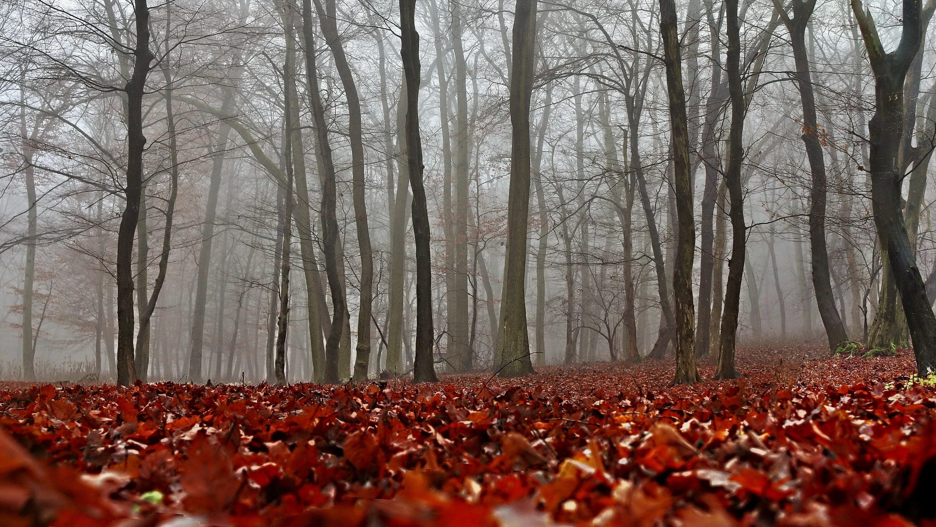 Поздняя осень фото на рабочий стол Foggy Forest in Autumn Fall wallpaper, Nature wallpaper, Forest wallpaper