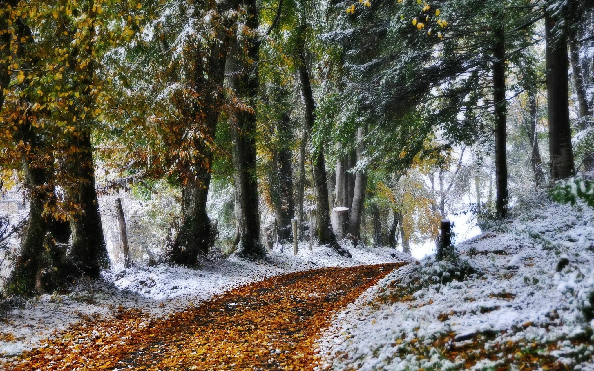 Поздняя осень фото на рабочий стол Podobny obraz Winter nature, Forest path, Winter pictures