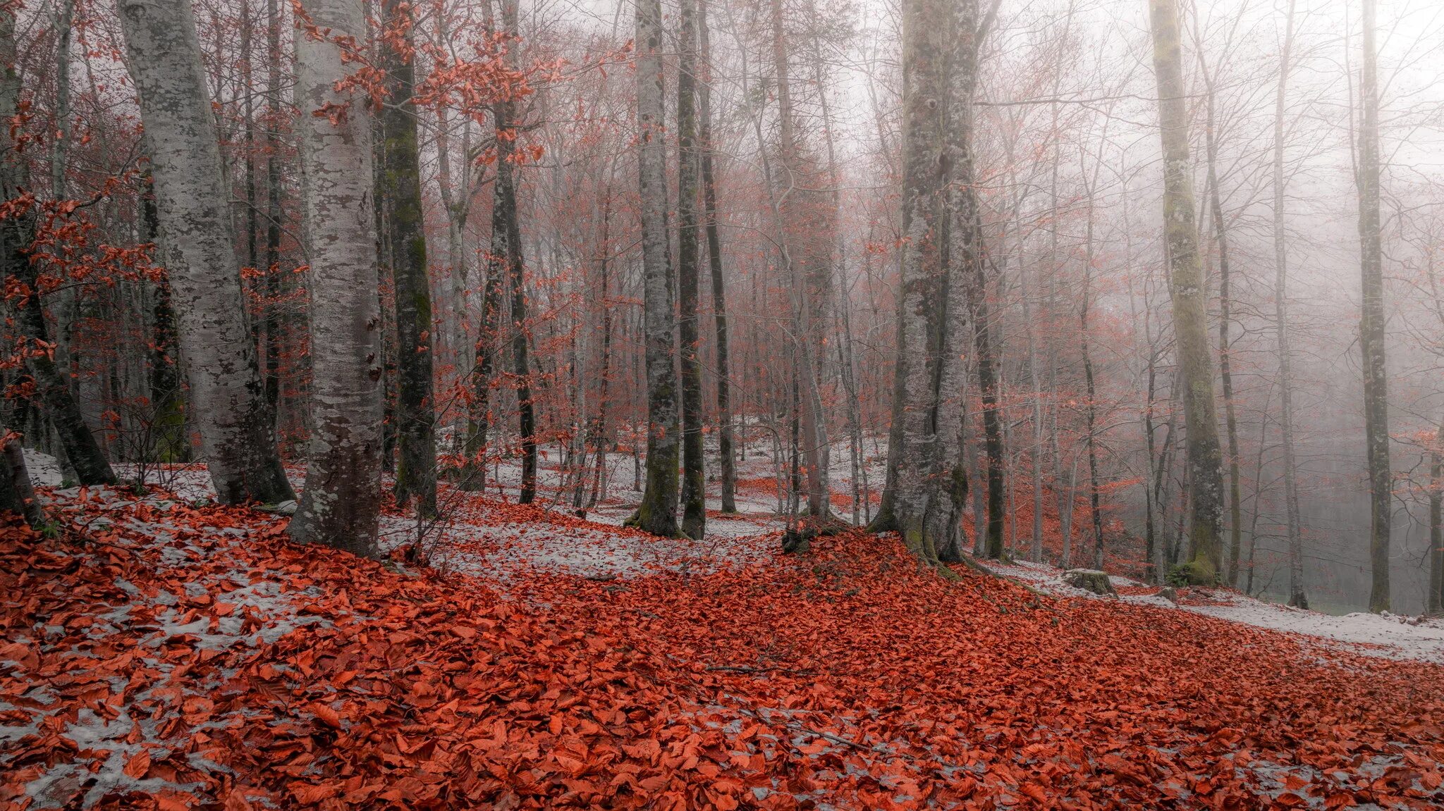 Поздняя осень фото на рабочий стол Wallpaper : nature, forest, trees 2048x1151 - WallpaperManiac - 1264863 - HD Wal