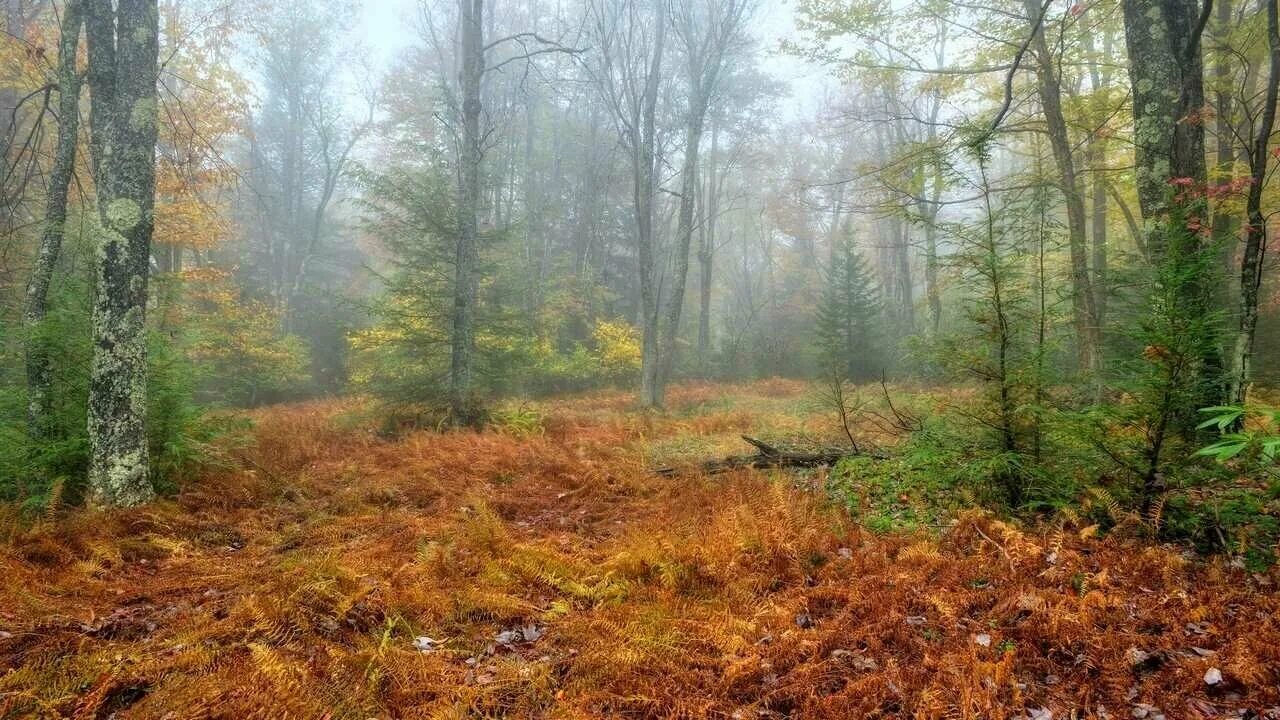 Поздняя осень лес фото Картины пейзажные с деревьями и лиственницей, с туманом и эффектным освещением -