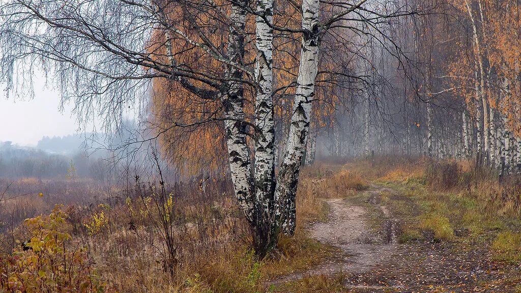 Поздняя осень лес фото daughters of the autumn The picture from my favorite subur. Flickr