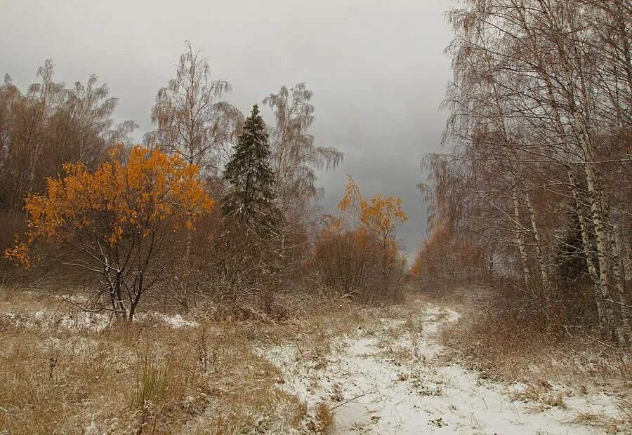 Поздняя осень лес фото Неброская осень... ( Ⅹокку)... - стихотворение поэта