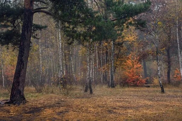 Поздняя осень лес фото Звездные знаки: записи сообщества ВКонтакте