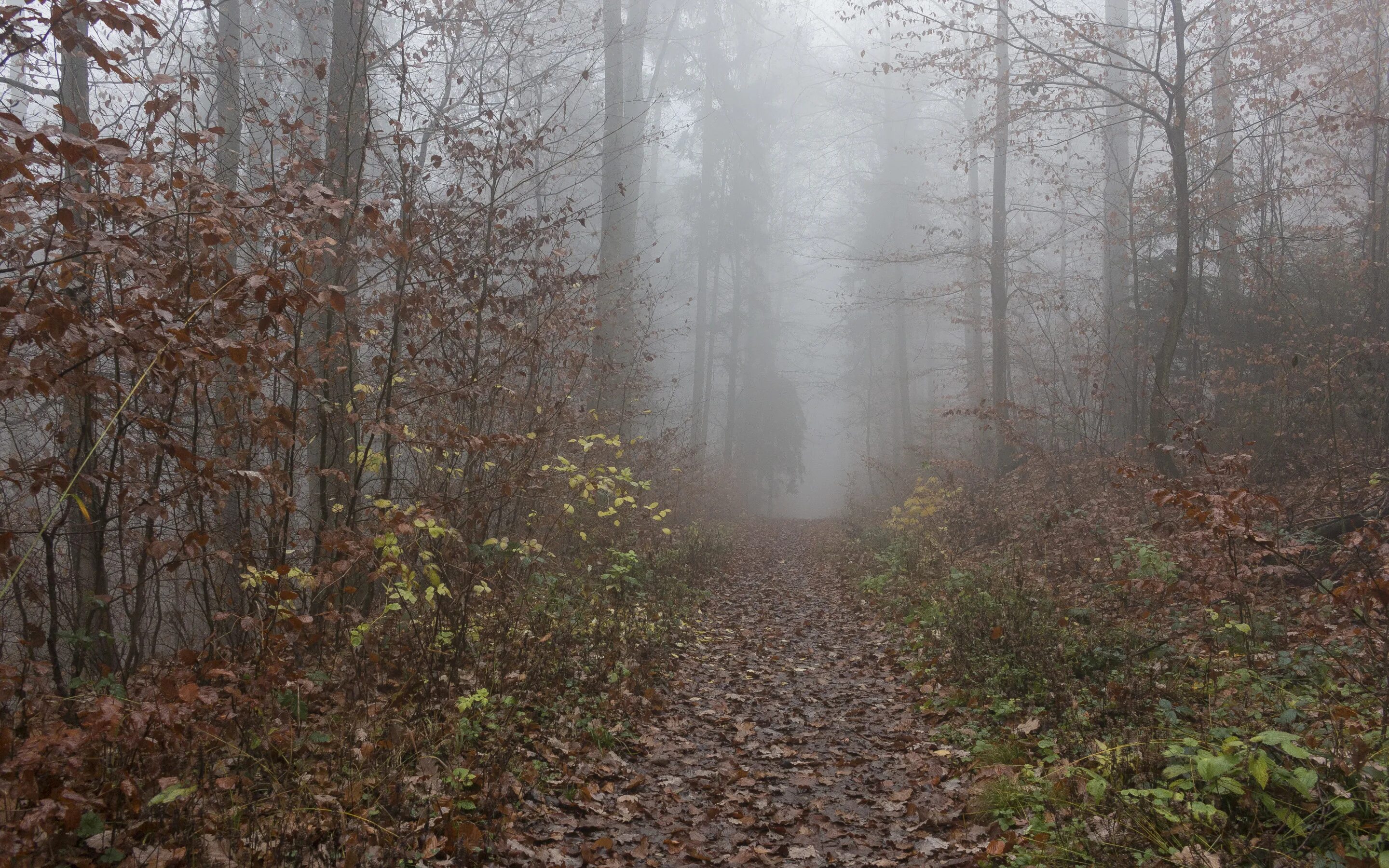 Поздняя осень лес фото Download wallpaper autumn, forest, foliage, trail, Fog, forest, falling leaves, 