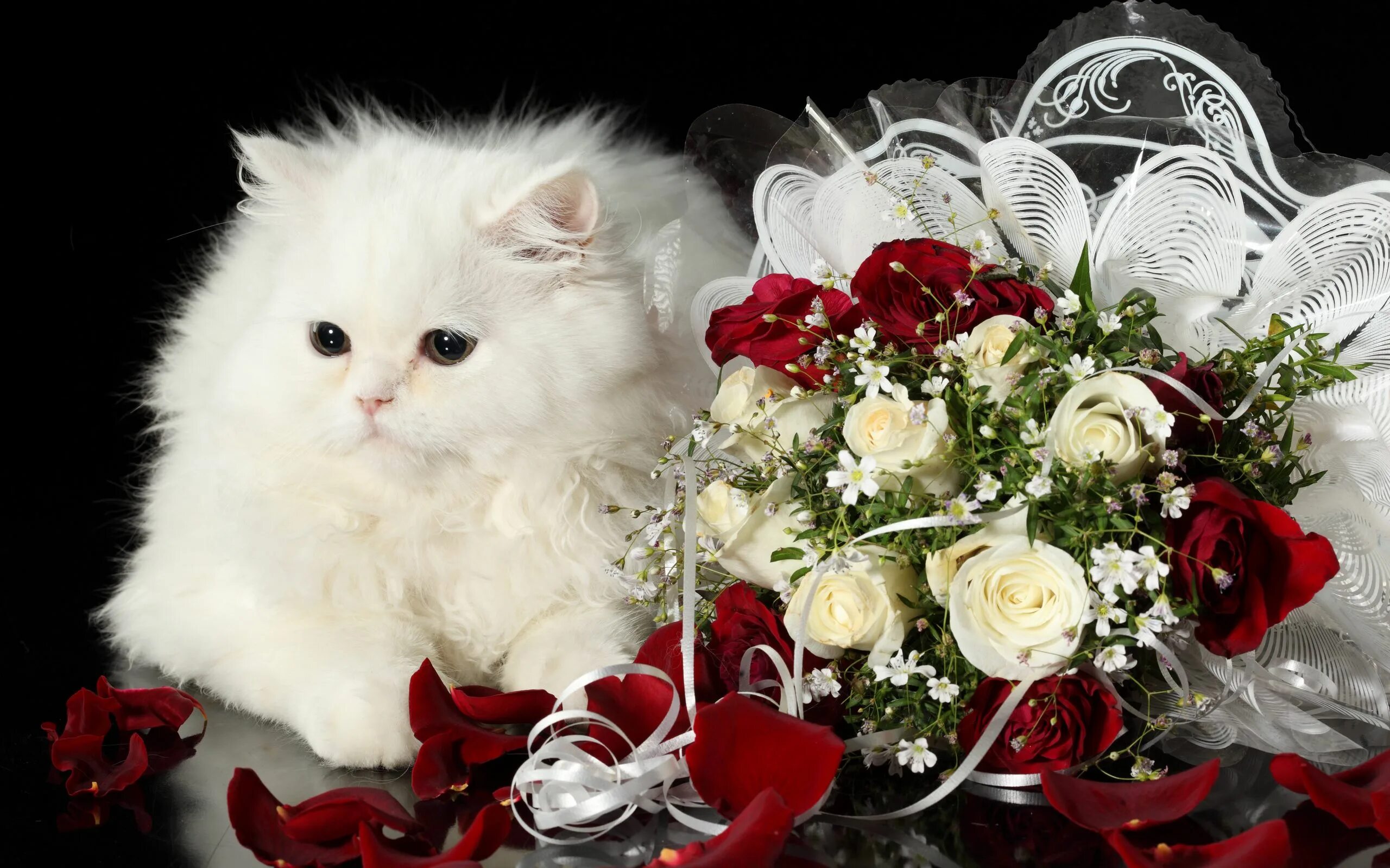 Поздравительная открытка с фото бесплатно Download wallpaper 2560x1600 cat, flower, roses, black background widescreen 16: