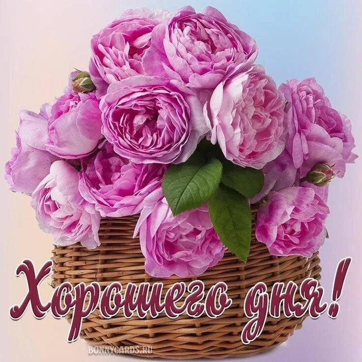 Поздравление хорошего дня в картинках женщине Pin on Добрий ранок Flowers, Decorative wicker basket, Rose