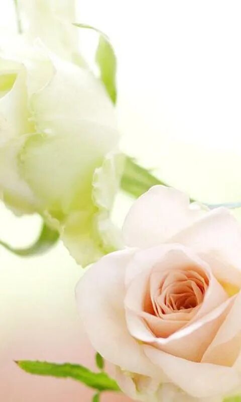 Поздравление с днем рождения евгения картинки White roses wallpapers APK for Android Download