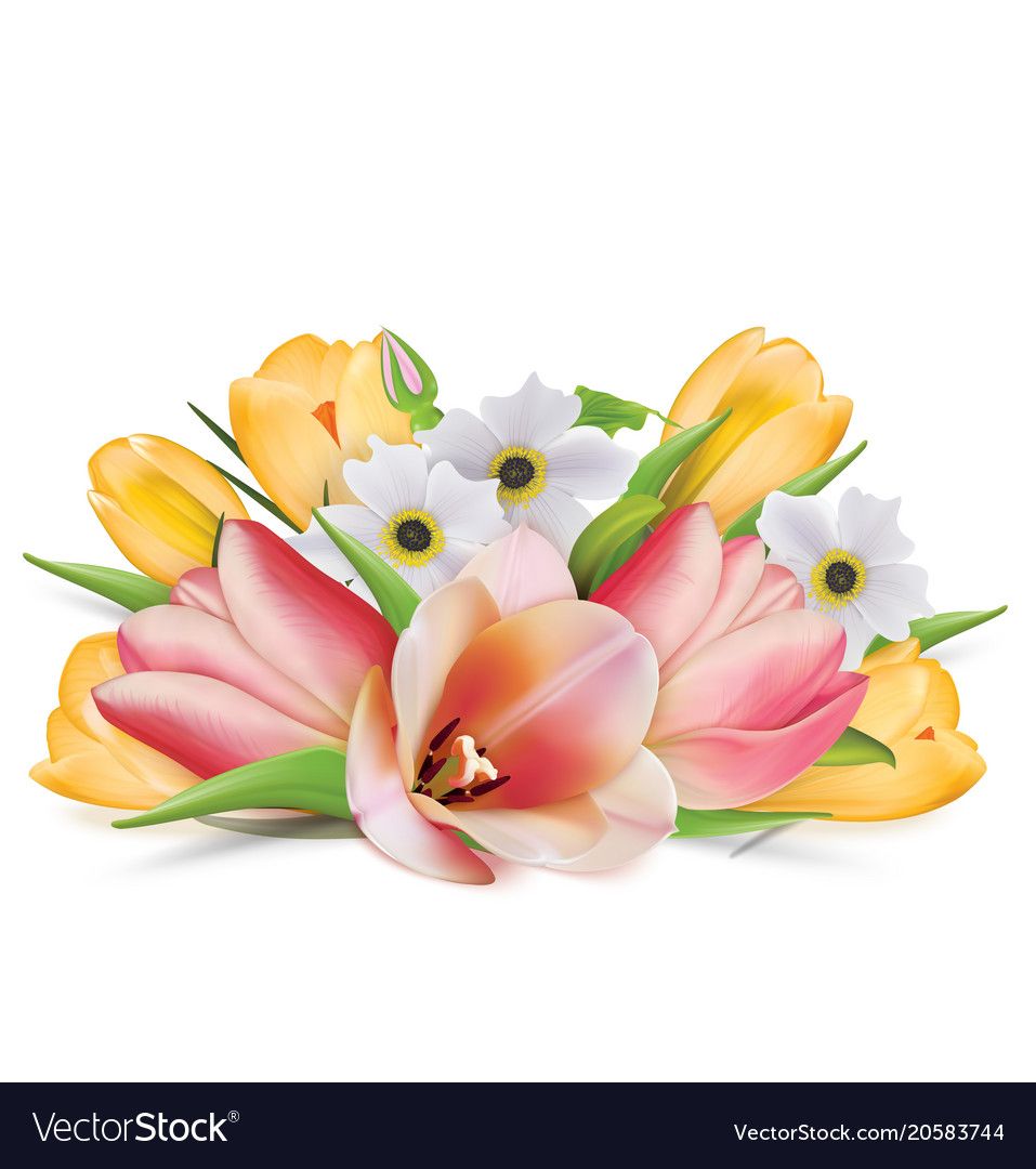 Поздравление с днем рождения надежда картинки Bouquet of spring flowers tulips crocuses vector image on VectorStock Spring flo