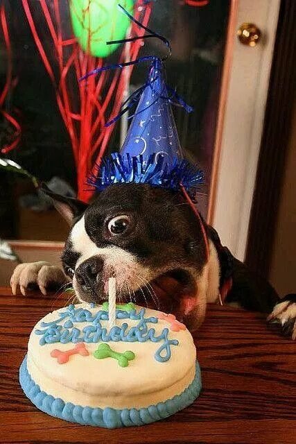 Поздравляем с днем рождения фото прикольные Pin by Marsha Kaehler on Happy Birthday Cute dogs, Dog birthday, Terrier