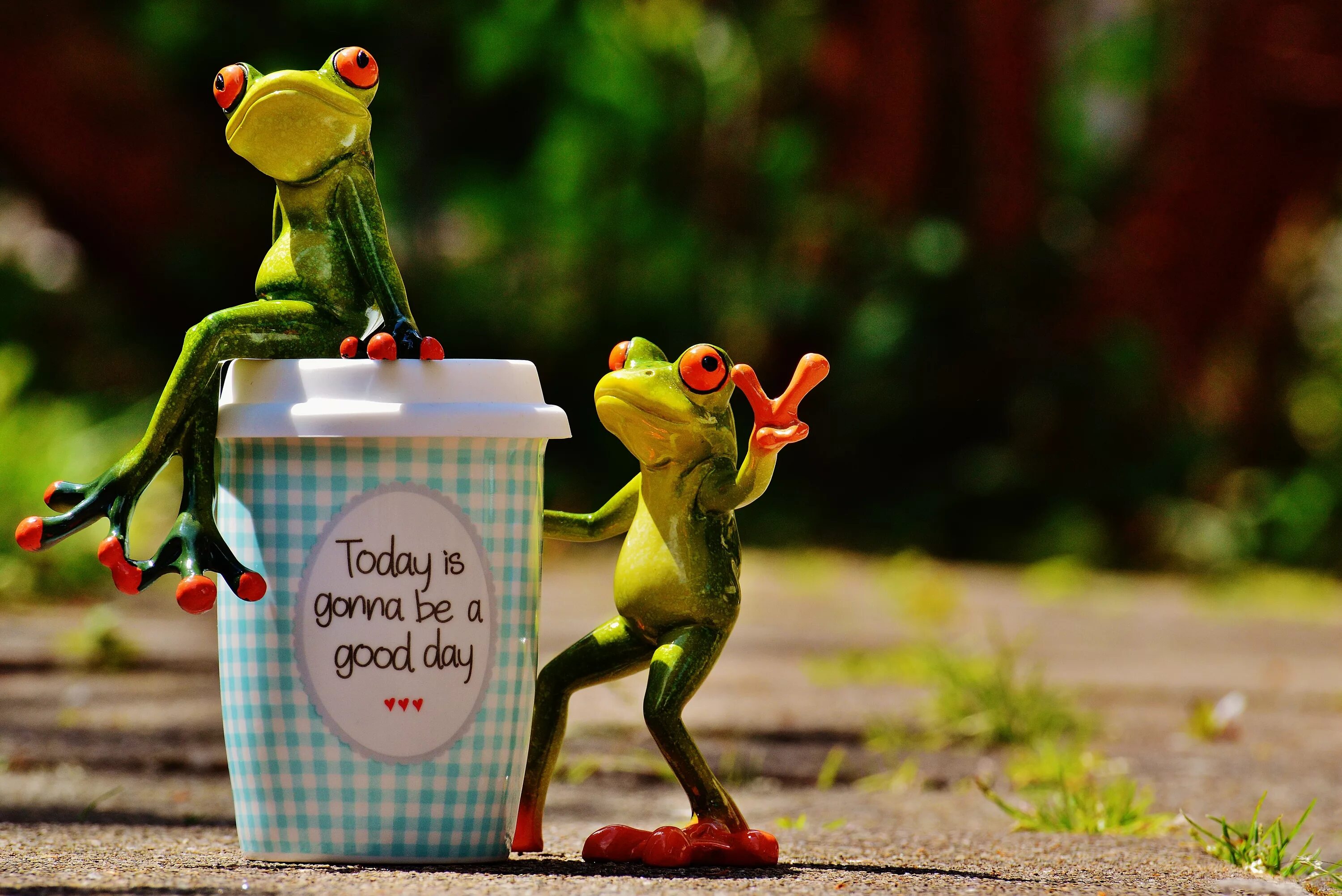 Поздравляю с хорошим днем картинки прикольные Free Images : coffee, sweet, flower, cute, cup, green, frog, smile, laugh, start