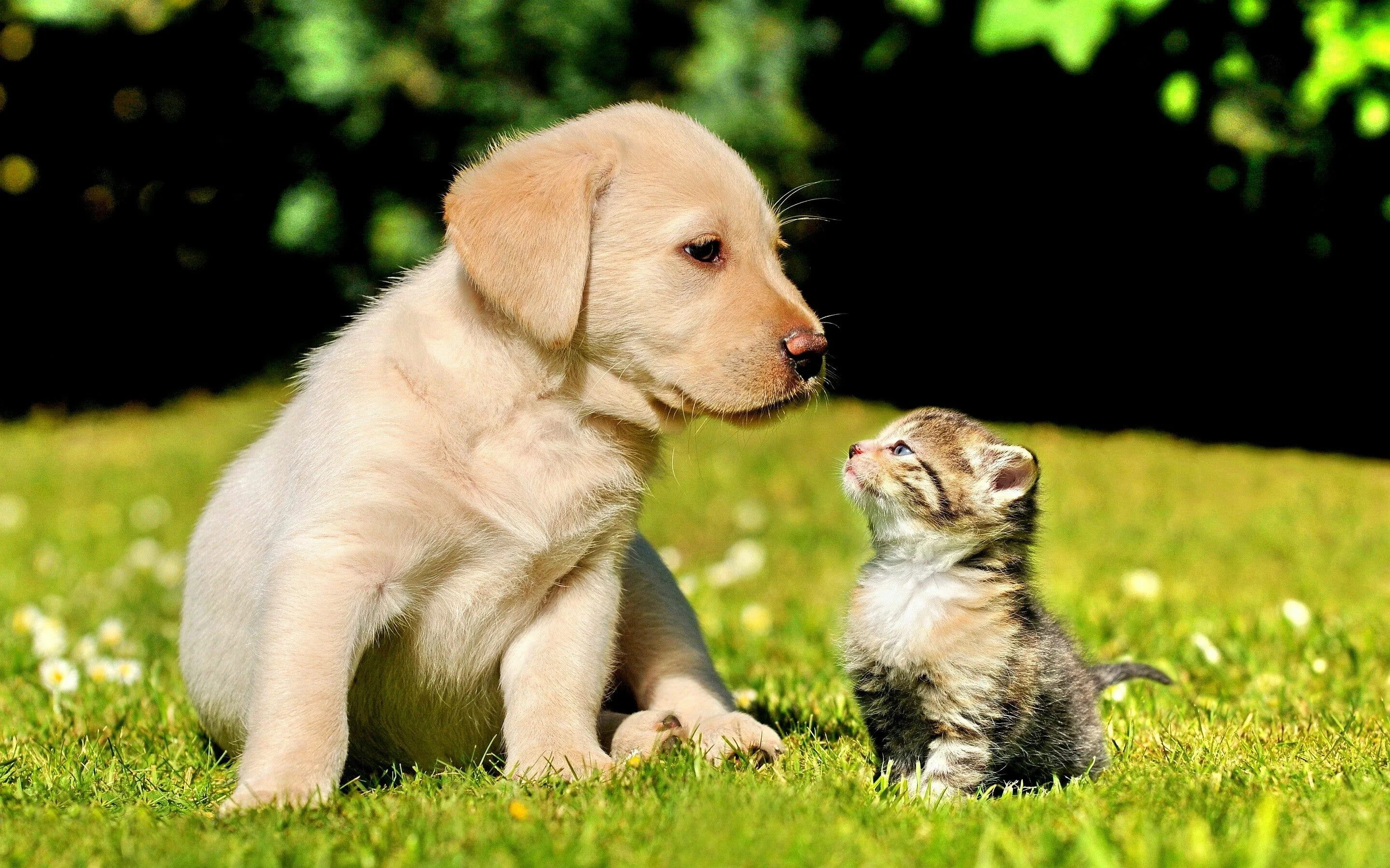 Пожалуйста картинки животных Puppy and Kitten in a Field HD wallpaper Cute animals with funny captions, Cute 