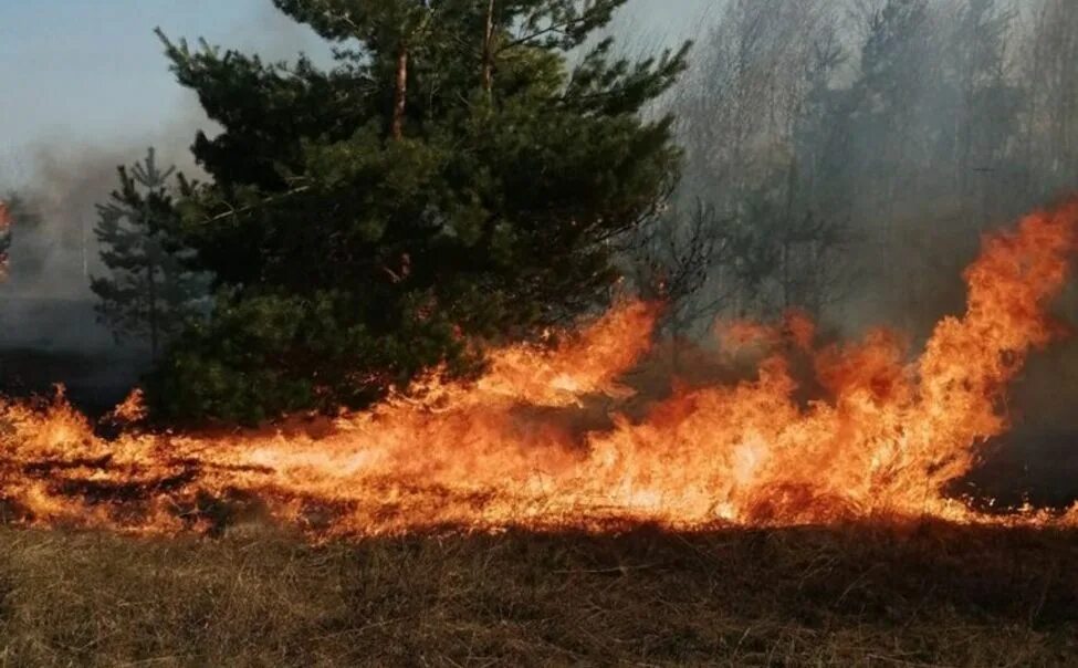 Пожар в лесу фото Вурнарское лесничество помогло спасателям предотвратить пожар - ГТРК Чувашия