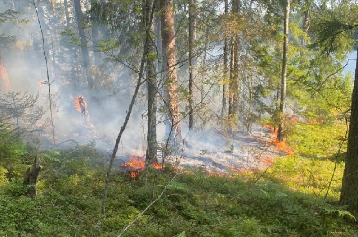 Пожар в лесу фото Девять лесных пожаров возникло в Карелии с начала недели АиФ Карелия