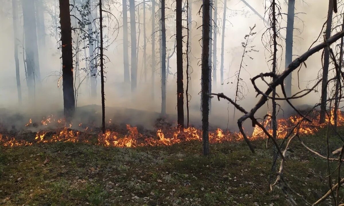 Пожар в лесу фото В Карелии ввели ограничения на пребывание в лесу