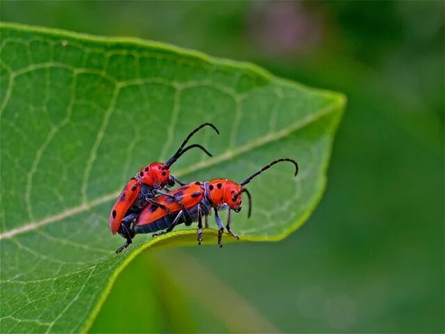 Пожарный жук фото Red Milkweed Beetle (Tetraopes tetraophthalmus) Things Biological