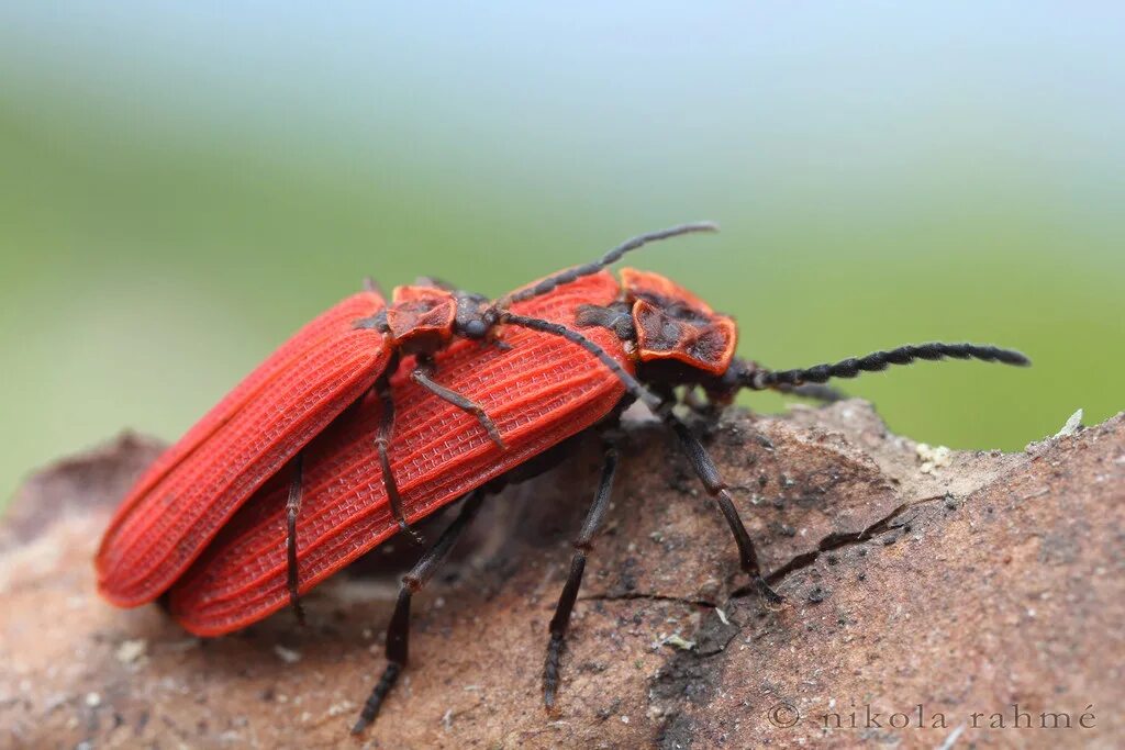 Пожарный жук фото Love in red Dictyoptera aurora (Coleoptera, Lycidae) coupl. Flickr