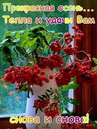 Пожелание доброго утра и здоровья картинки осенью Доброго утра вам Flowers, Seasons, Garden