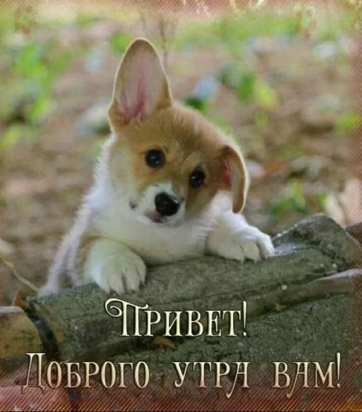 Пожелания картинки животными Pin on доброе утро Cute baby animals, Corgi dog, Cute puppies