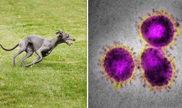 Позитивная картинка коронавируса Coronavirus latest: Canine coronavirus found in dogs in Australia - Is your pet 