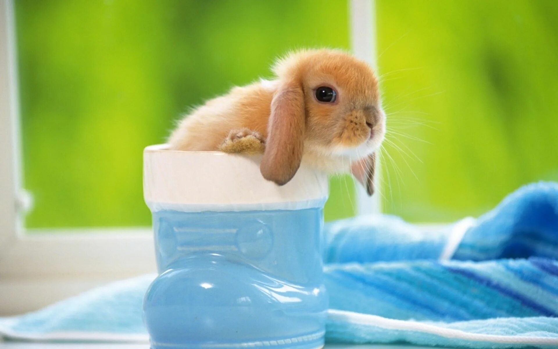 Позитивная милая картинка Картинки по запросу зайчонок Cute baby bunnies, Cute animals with funny captions