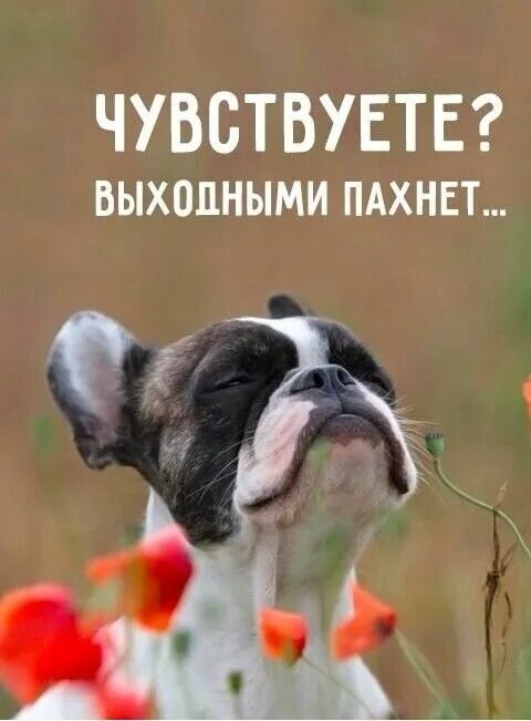 Позитивная пятничная картинка Pin by Людмила on Дни недели Pet quotes dog, Animal quotes, Dog quotes