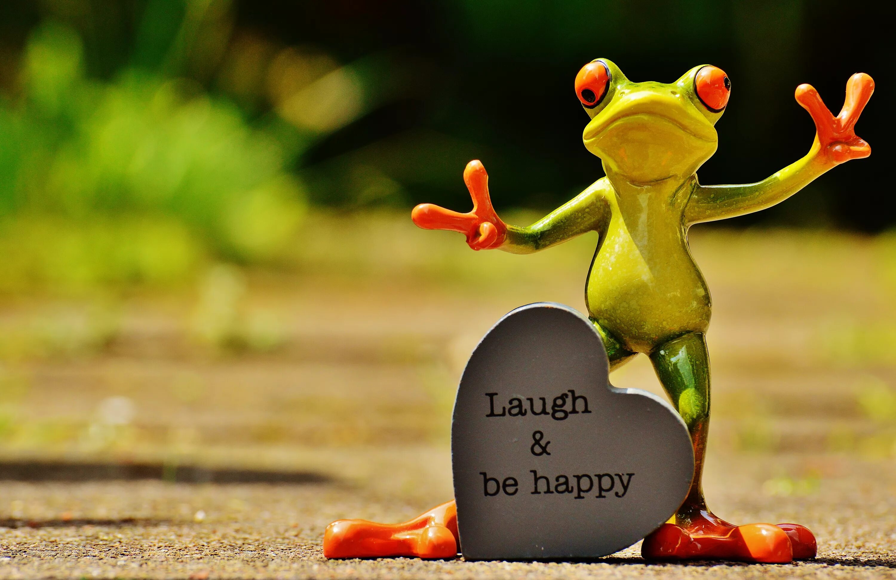 Позитивное настроение картинки прикольные смешные Free Images : live, frog, amphibian, smile, laugh, cheerful, happy, funny, joy, 