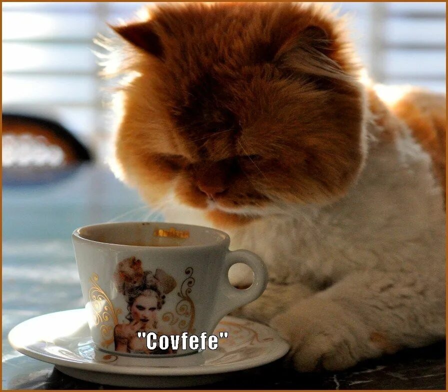 Позитивное утро фото картинки Covfefe Cat memes Cat drinking, Fluffy cat, Morning cat