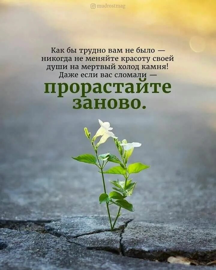 Позитивного дня мудрые картинки Pin on моя Inspirational phrases, Good morning dear friend, Cool words