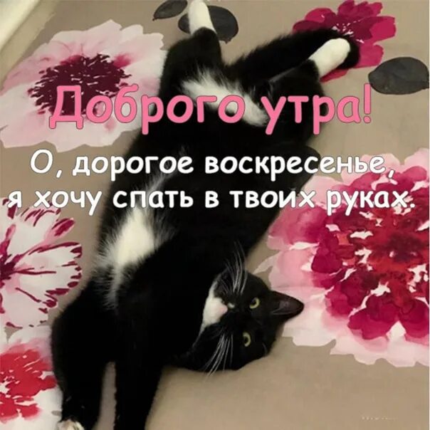 Позитивного утра картинки прикольные воскресенье Positive Mood ! ✰ PandaShop ✰ Клуб совместных покупок ВКонтакте