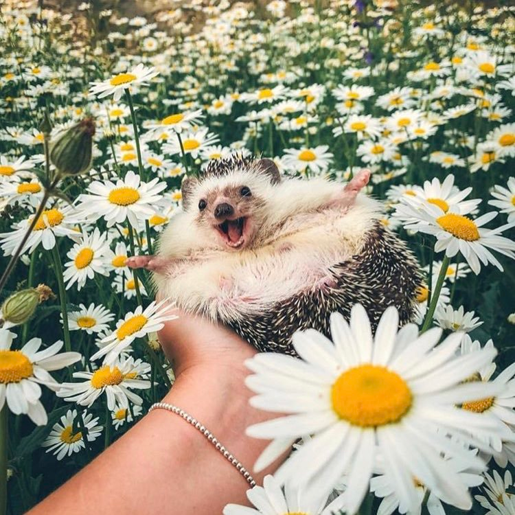 Позитивные фото дня Hedgehog of the Day on Twitter Funny photo memes, Cute jokes, Funny photos