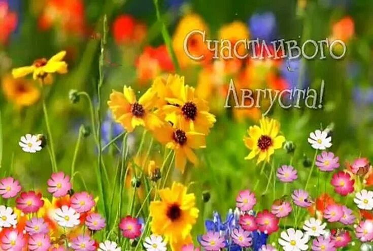 Позитивные картинки августа Pin on Лето Plants, Garden