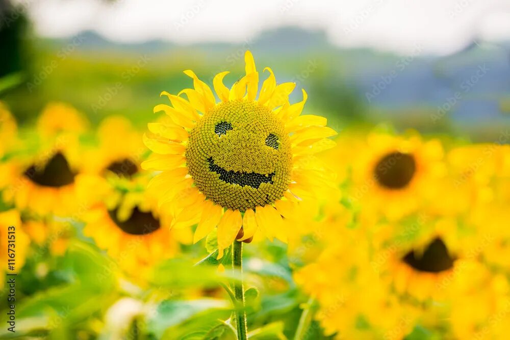 Позитивные картинки лета Smiling sunflower in summer фотография Stock Adobe Stock