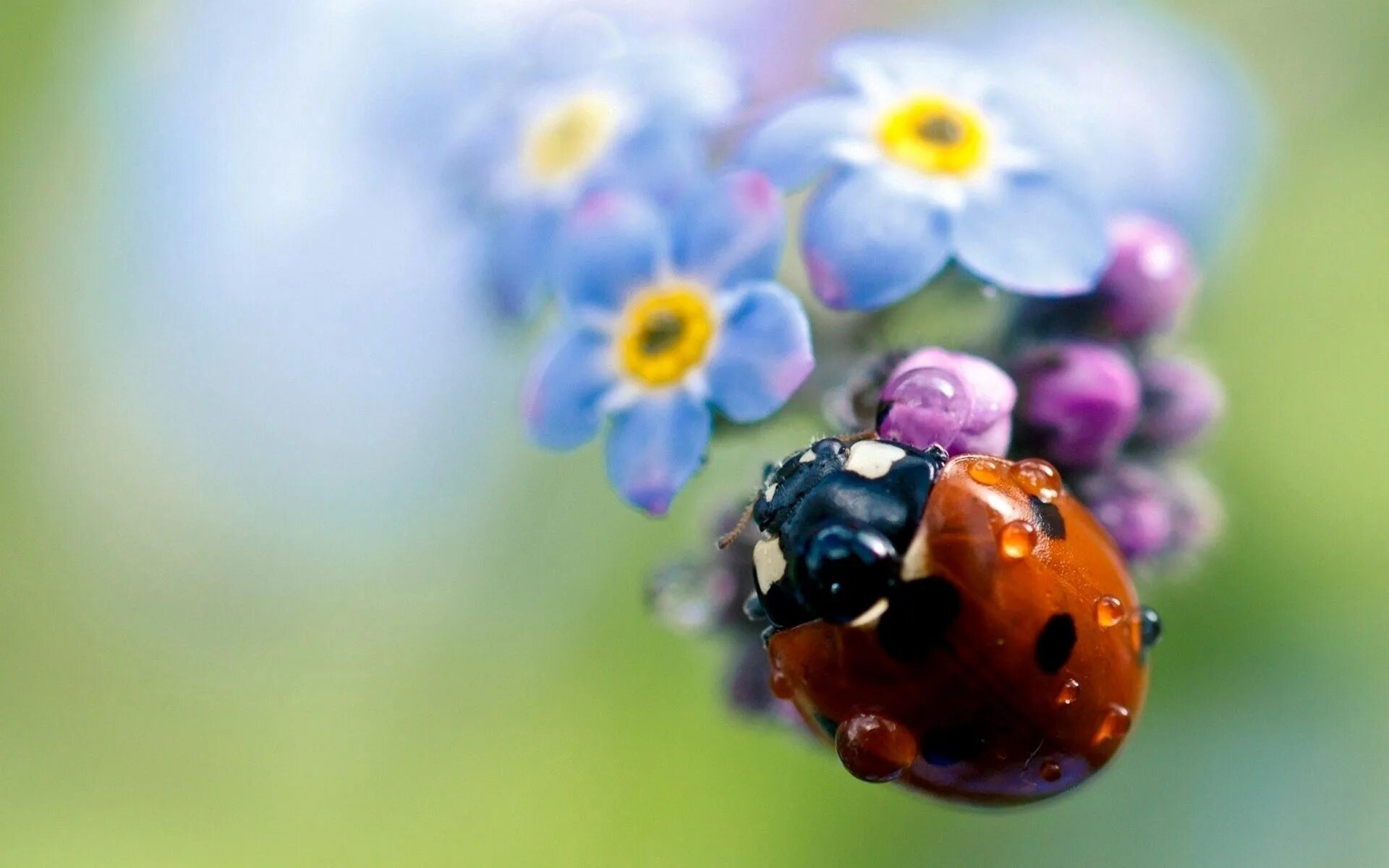 Download wallpaper greens, squirt, background, figure, coffee, blur, bear, mug, 