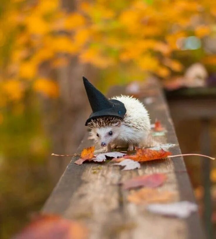 Позитивные картинки про осень Pin on Süni Animals, Autumn witch, Cute animals