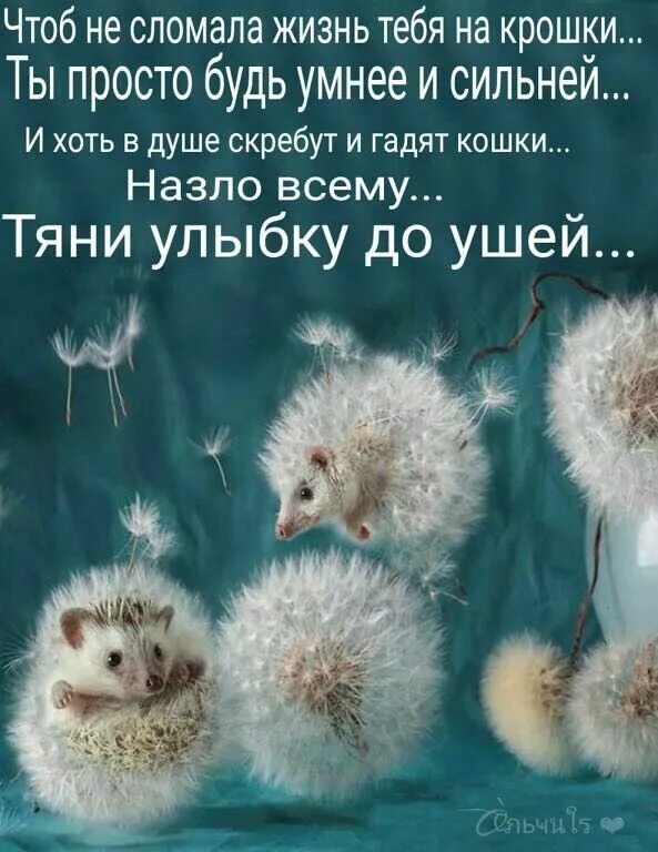 Позитивные картинки про жизнь Pin by Наталья Алтухова on Цитаты Inspirational friend quotes, Friends quotes, B