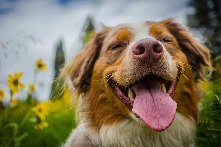 Позитивные картинки с собаками Do Dogs Have a Sense of Humor? - American Kennel Club Chiens heureux, Berger aus