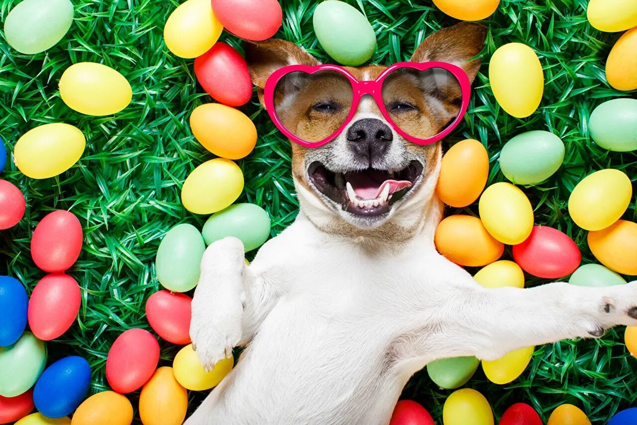 Позитивные картинки с собаками Images Easter Jack Russell terrier Dogs Smile Funny Eggs Glasses Animals Holiday