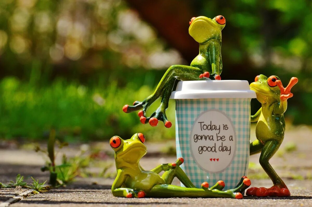 Позитивные картинки с юмором Free Images : coffee, sweet, flower, cute, cup, green, frog, amphibian, yellow, 