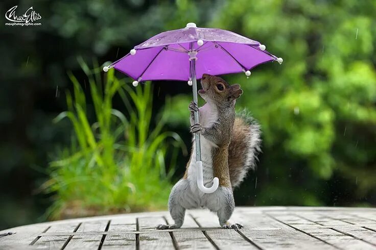 Позитивные картинки с животными Photographer Gives Squirrel A Tiny Umbrella To Protect Itself From Rain Cute ani