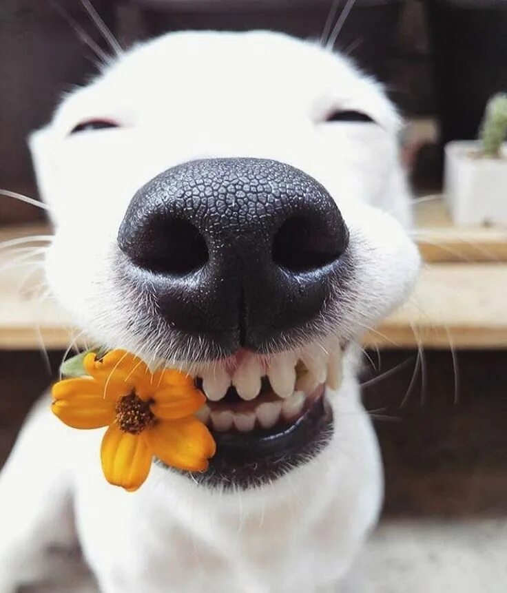 Позитивные картинки с животными ⠀ ⠀ ⠀ ⠀ ⠀ ⠀ ⠀ ⠀ ⠀ For The Dog Lovers on Instagram: ""Happy Weekend!" @eurosaurus