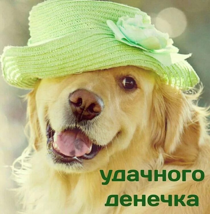 Позитивные картинки с животными с пожеланиями Pin on Доброго дня Baby dogs, Cute animals, Cute dogs