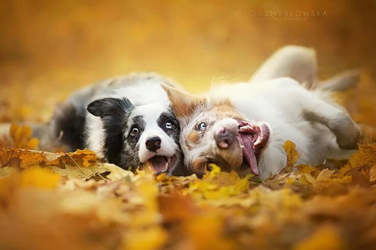 Позитивные картинки с животными скачать Heartwarming Dog Portraits By 19-Year-Old Polish Photographer Beautiful dogs pho