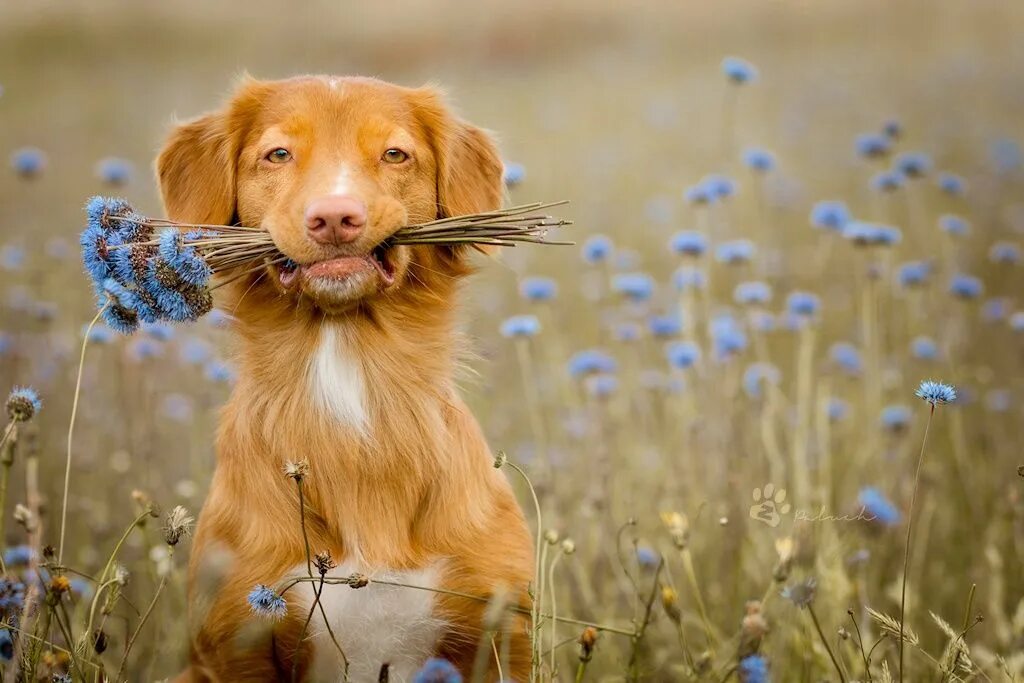 Позитивные картинки с животными скачать Love U Mum! by Zuzia Paluch / 500px Dog flower, Dog photos, Cute animals