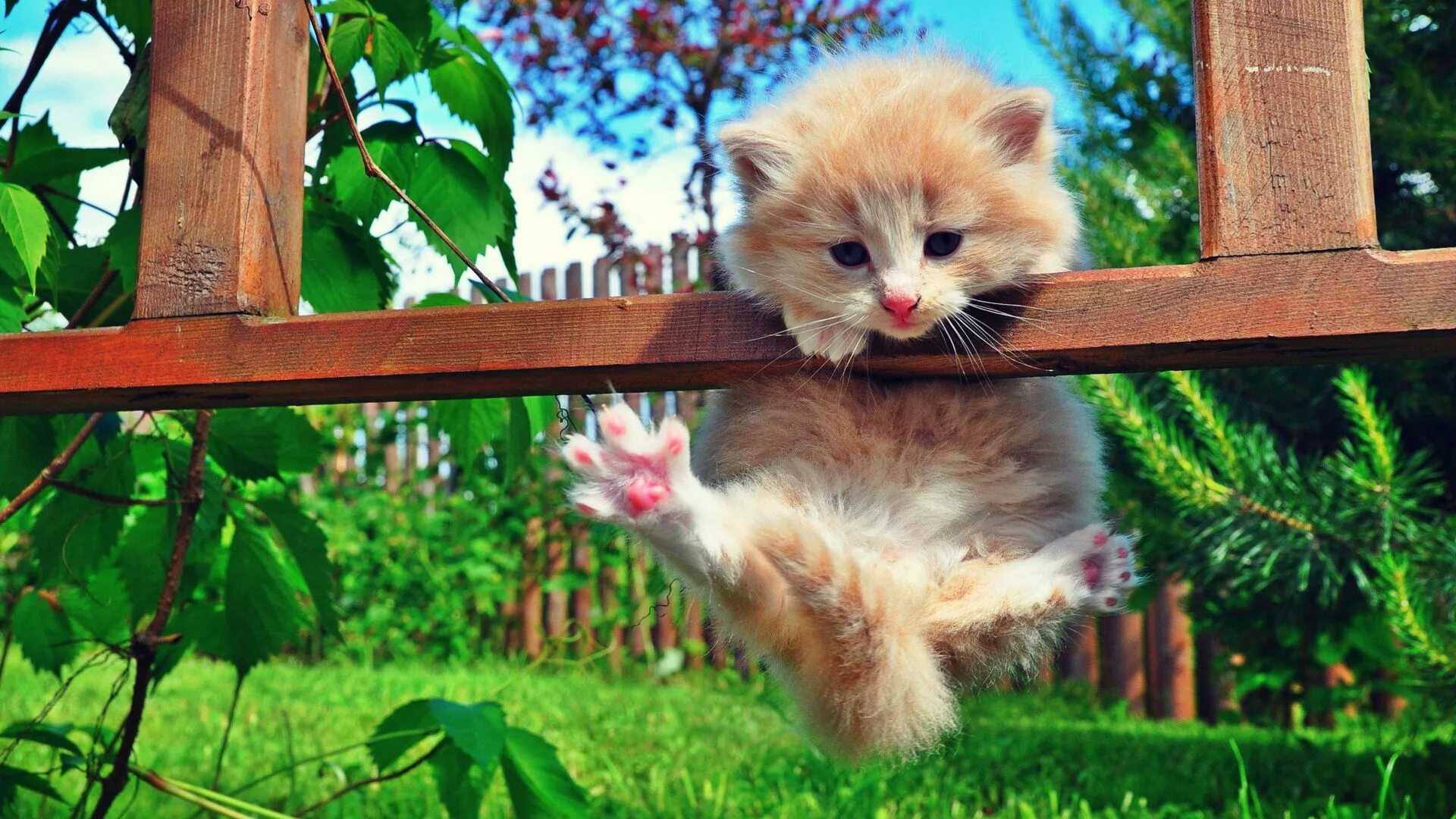 Позитивные картинки с животными скачать Cat hanging on fence. Funny kitten pic. Kittens cutest, Adorable kittens funny, 