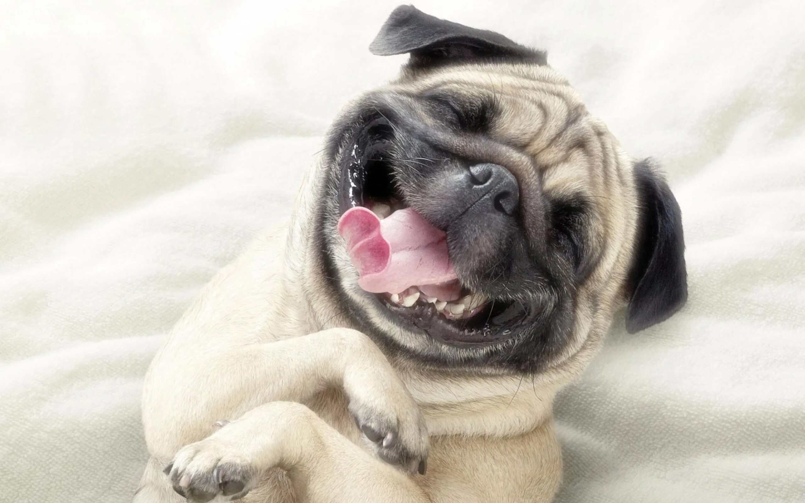 Позитивные картинки с животными скачать 2560x1600 Adorable Pug Wallpaper,2560x1600 Resolution HD 4k Wallpapers,Images,Ba