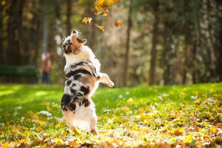 Позитивные картинки сентября Australian shepherd Appearance, Characteristics and HD photos Australian shepher