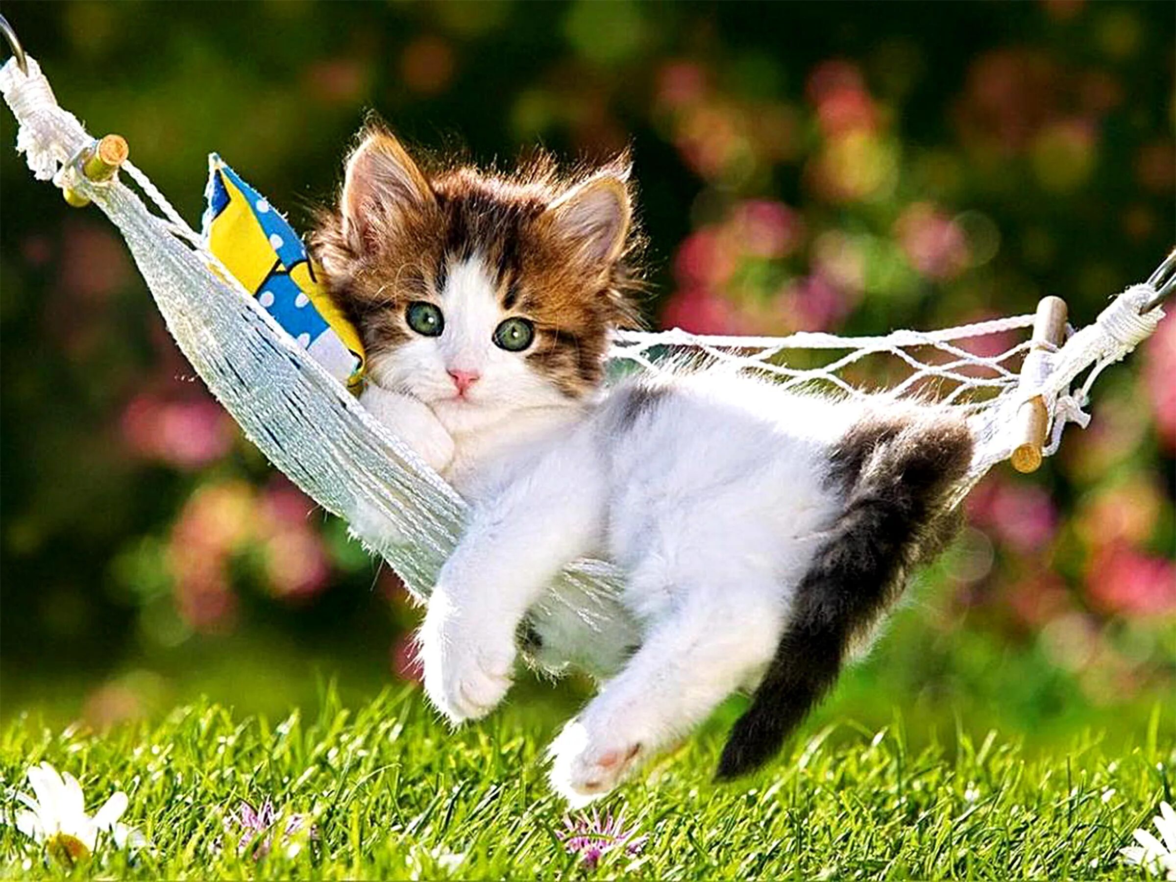 Позитивные котики картинки Cute Kitten Wallpaper (64+ images)