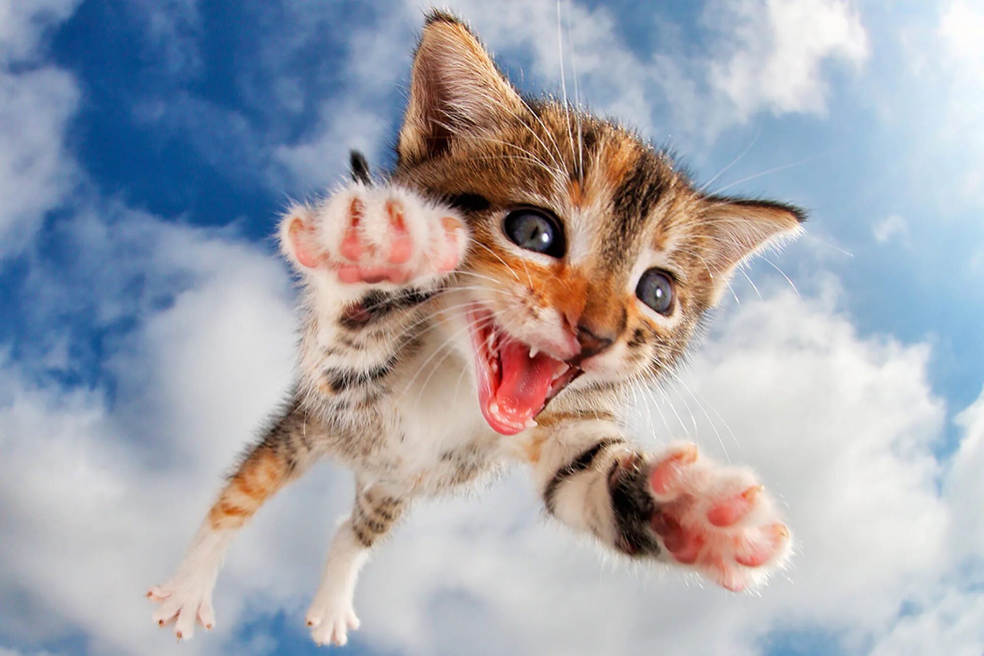 Позитивные котики картинки These flying kittens are doing what they love most