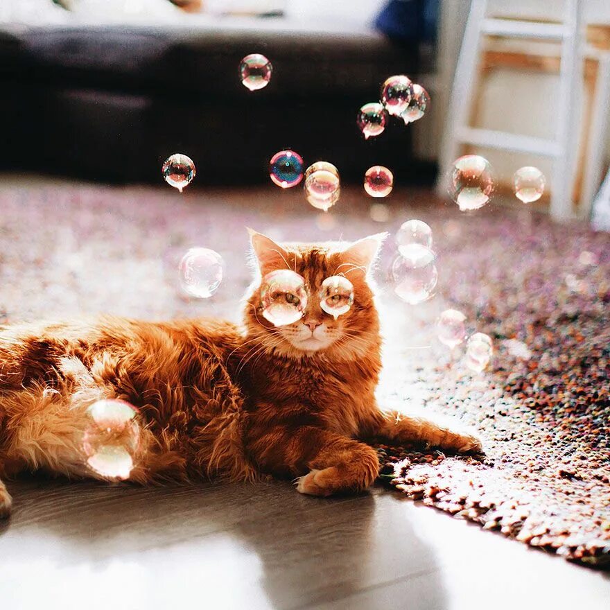 Позитивные котики картинки смешные доброе Cutlet The Ginger Cat Is So Majestic He Even Has His Own Hoomin Photographer Cut